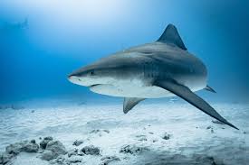 Image result for Carcharhinus