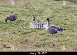 Attēlu rezultāti vaicājumam “Anser serrirostris”