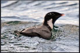 Image result for Synthliboramphus antiquus