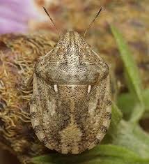 Attēlu rezultāti vaicājumam “Eurygaster testudinaria imago”