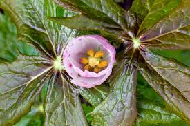 Attēlu rezultāti vaicājumam “Podophyllum hexandrum flower”