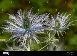 Image result for Blaudistel