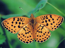 Attēlu rezultāti vaicājumam “Brenthis daphne underside”