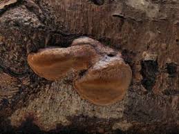 Attēlu rezultāti vaicājumam “Phellinus alni”
