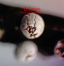 Attēlu rezultāti vaicājumam “Physarum xanthinum”