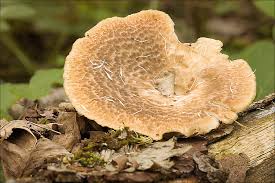 Attēlu rezultāti vaicājumam “Polyporus tuberaster”