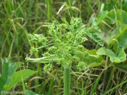 Attēlu rezultāti vaicājumam “Heracleum sphondylium subsp. sibiricum”