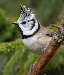 Attēlu rezultāti vaicājumam “Lophophanes cristatus”