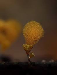 Attēlu rezultāti vaicājumam “Hemitrichia calyculata stalked”