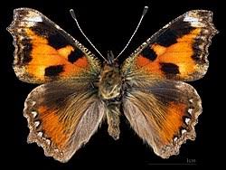 Image result for Small Tortoiseshell