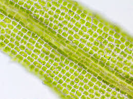 Attēlu rezultāti vaicājumam “Saelania glaucescens”