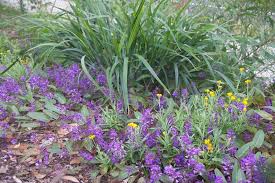 Attēlu rezultāti vaicājumam “Cribraria violacea macro”