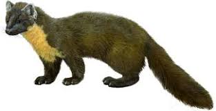 Attēlu rezultāti vaicājumam “Martes martes”