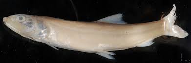 Image result for Elops saurus