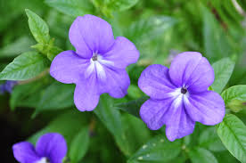 Image result for Browallia speciosa