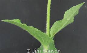 Attēlu rezultāti vaicājumam “Campanula glomerata leaf”