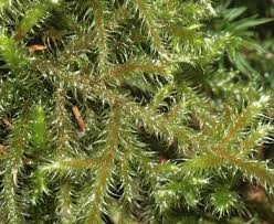 Attēlu rezultāti vaicājumam “Rhytidiadelphus”