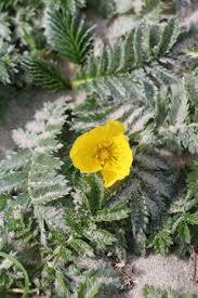 Attēlu rezultāti vaicājumam “Argentina anserina”