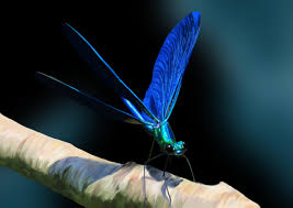 Attēlu rezultāti vaicājumam “Calopteryx virgo”