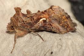 Attēlu rezultāti vaicājumam “Autographa gamma”