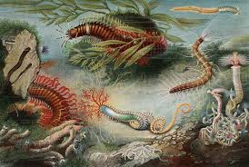 Attēlu rezultāti vaicājumam “Annelides”