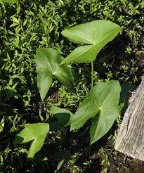 Attēlu rezultāti vaicājumam “Craterium aureonucleatum stalked”