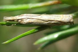 Attēlu rezultāti vaicājumam “Crambus pratella”