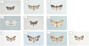 Attēlu rezultāti vaicājumam “Pyralididae”