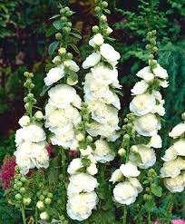 Image result for Stockrose