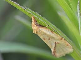 Attēlu rezultāti vaicājumam “Agapeta hamana”