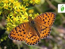 Attēlu rezultāti vaicājumam “Argynnis aglaja underside”