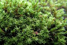 Attēlu rezultāti vaicājumam “Barbula convoluta sporophyte”