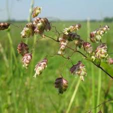 Attēlu rezultāti vaicājumam “Briza media fruit”