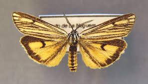 Attēlu rezultāti vaicājumam “Spiris striata”