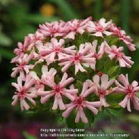 Image result for Lychnis chalcedonica `Dusky Salmon`