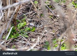 Attēlu rezultāti vaicājumam “Scolopax rusticola nest”