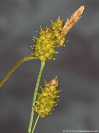 Attēlu rezultāti vaicājumam “Carex viridula flower”