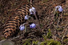 Attēlu rezultāti vaicājumam “Hepatica nobilis bud”