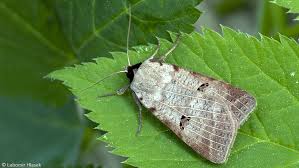 Attēlu rezultāti vaicājumam “Lygephila viciae”