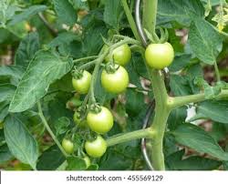 Attēlu rezultāti vaicājumam “Lycopersicon esculentum”