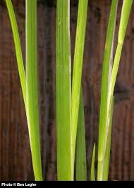 Attēlu rezultāti vaicājumam “Juncus bulbosus leaf”