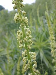Image result for Reseda luteola