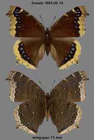 Attēlu rezultāti vaicājumam “Nymphalis antiopa upperside”