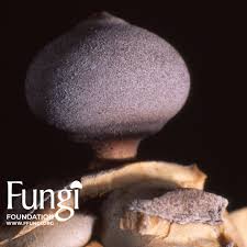 Attēlu rezultāti vaicājumam “Geastrum”