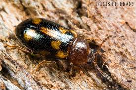 Attēlu rezultāti vaicājumam “Tetratoma ancora”