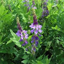 Attēlu rezultāti vaicājumam “Galega orientalis fruit”