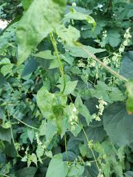 Attēlu rezultāti vaicājumam “Fallopia dumetorum leaf”