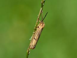 Attēlu rezultāti vaicājumam “Spiris striata”
