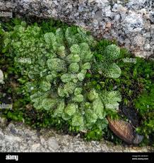 Attēlu rezultāti vaicājumam “Riccia cavernosa”