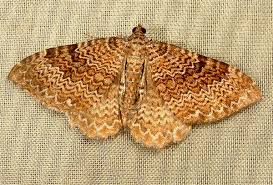 Attēlu rezultāti vaicājumam “Hydria undulata”